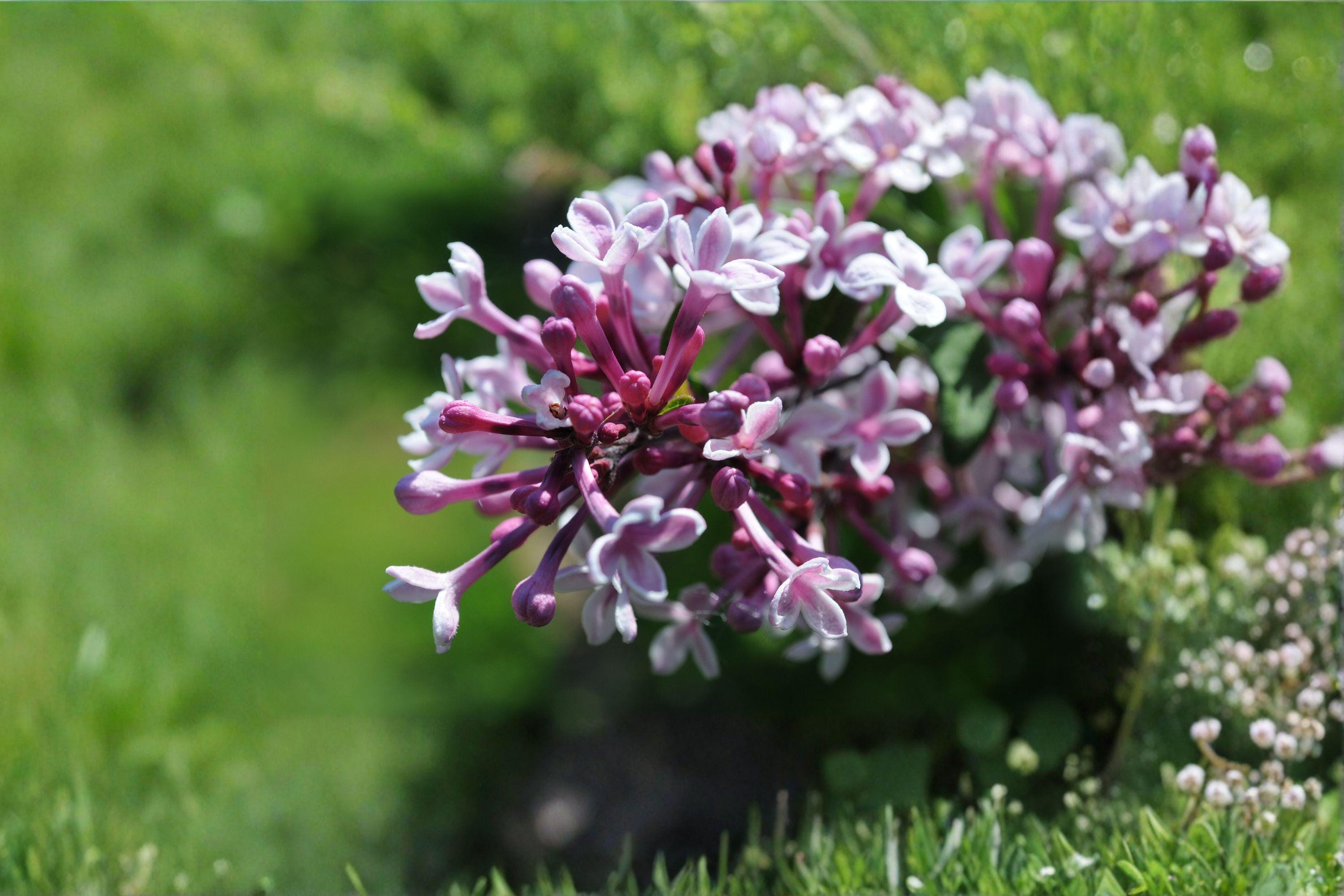 Littleleaf Lilac – Syringa microphylla 10 Seeds | Fragrant Flowering Shrub | Compact Lilac | Hardy Perennial
