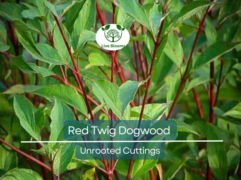 10 Red Twig Dogwood Unrooted Cuttings (Cornus sericea) - Fast Growing Native Shrub, Ideal for Landscaping & Erosion Control