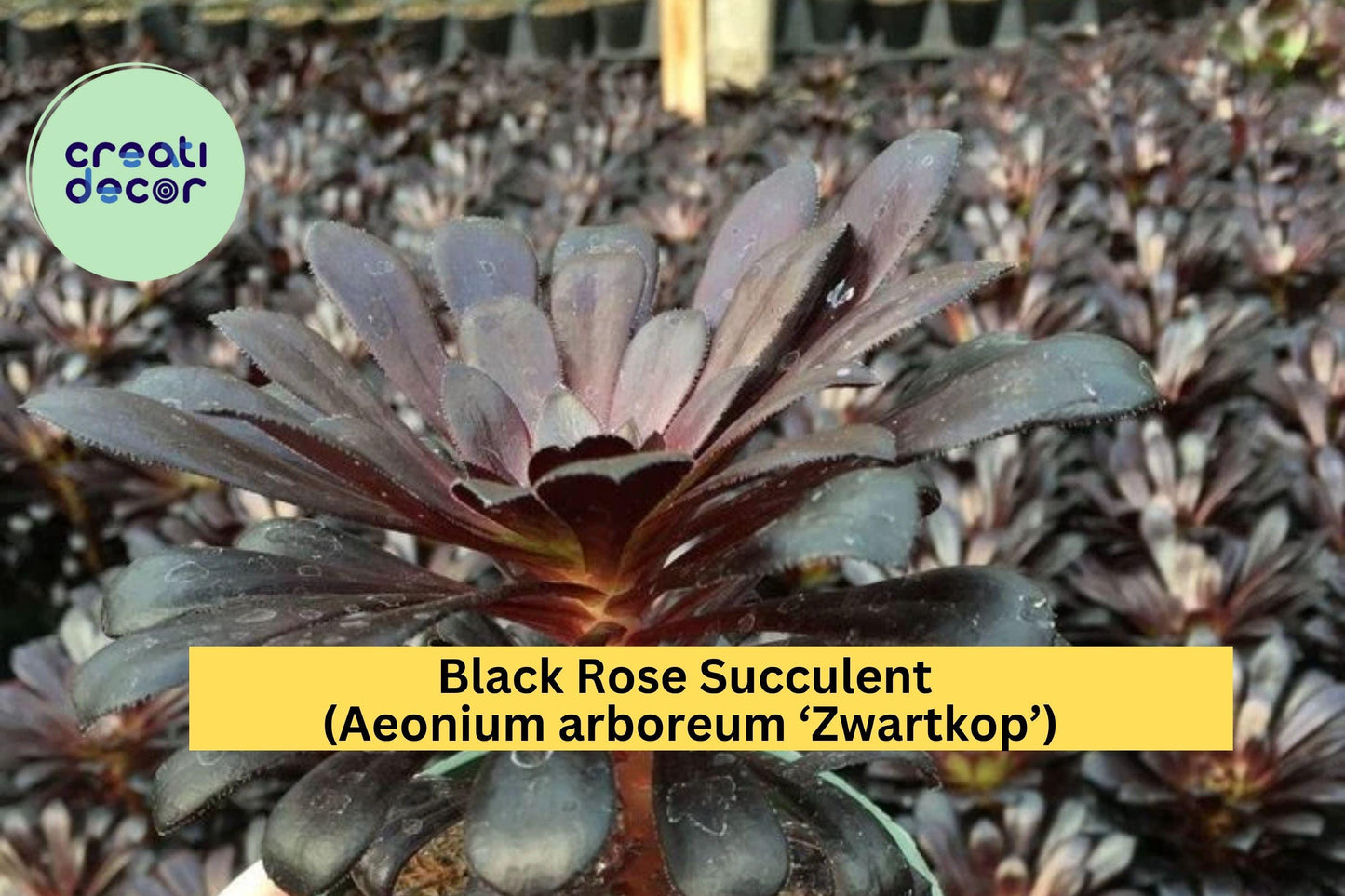 Black Rose Succulent – Aeonium arboreum ‘Zwartkop’ – 1.8" Live Bare Root Plant, Dark Purple Rosette, Easy Indoor or Outdoor Grow