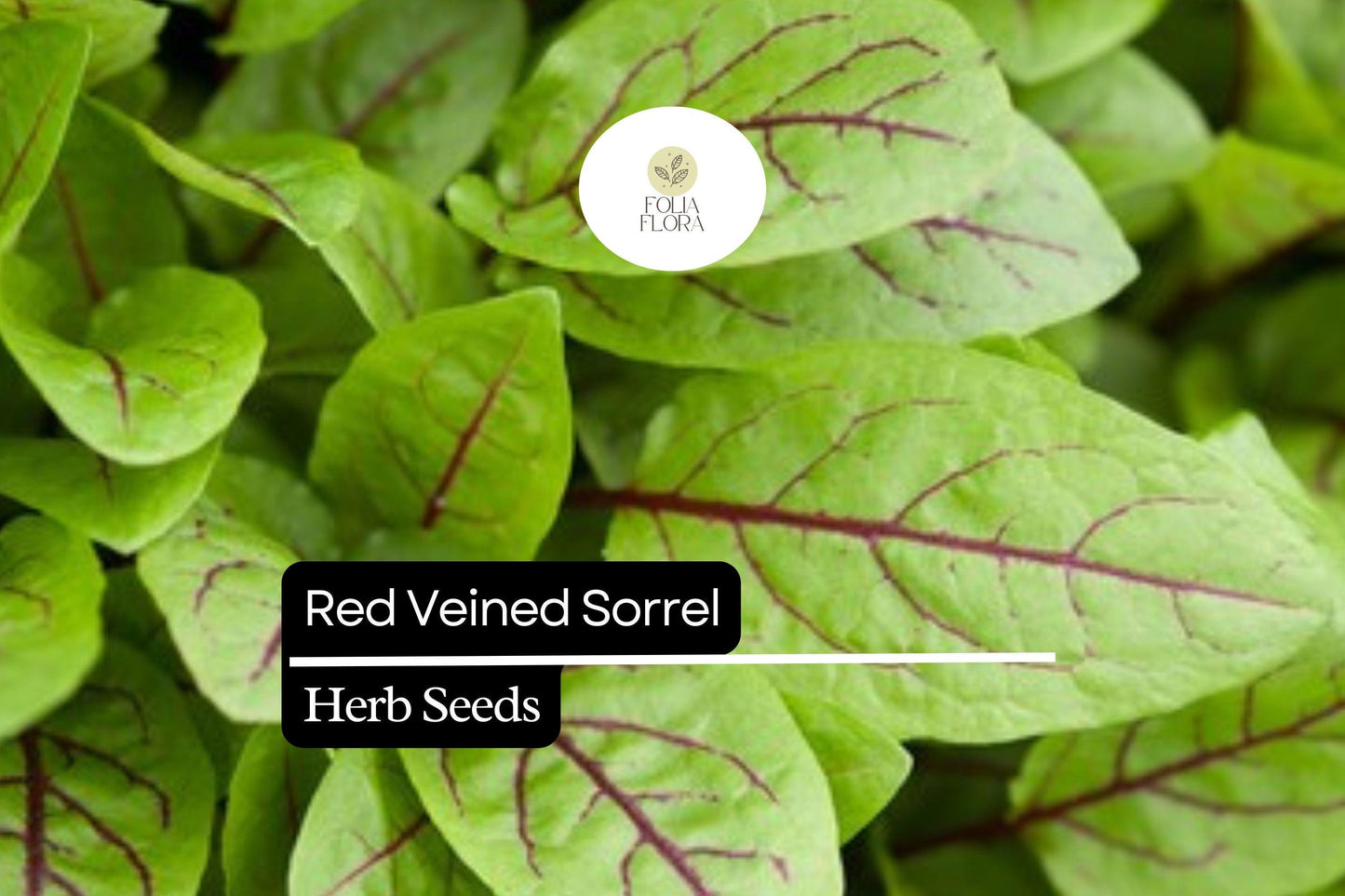 250 Seeds Red Veined Sorrel (Rumex sanguineus) – Striking Culinary Herb with Tangy Flavor for Salads and Garnishes