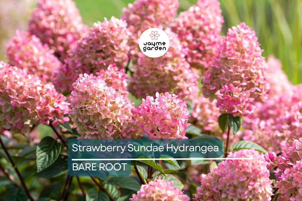 Strawberry Sundae Hydrangea | Live Plant | Bare Root | Stunning Pink & White Blooms | Zones 3-8 | Compact Flowering Shrub