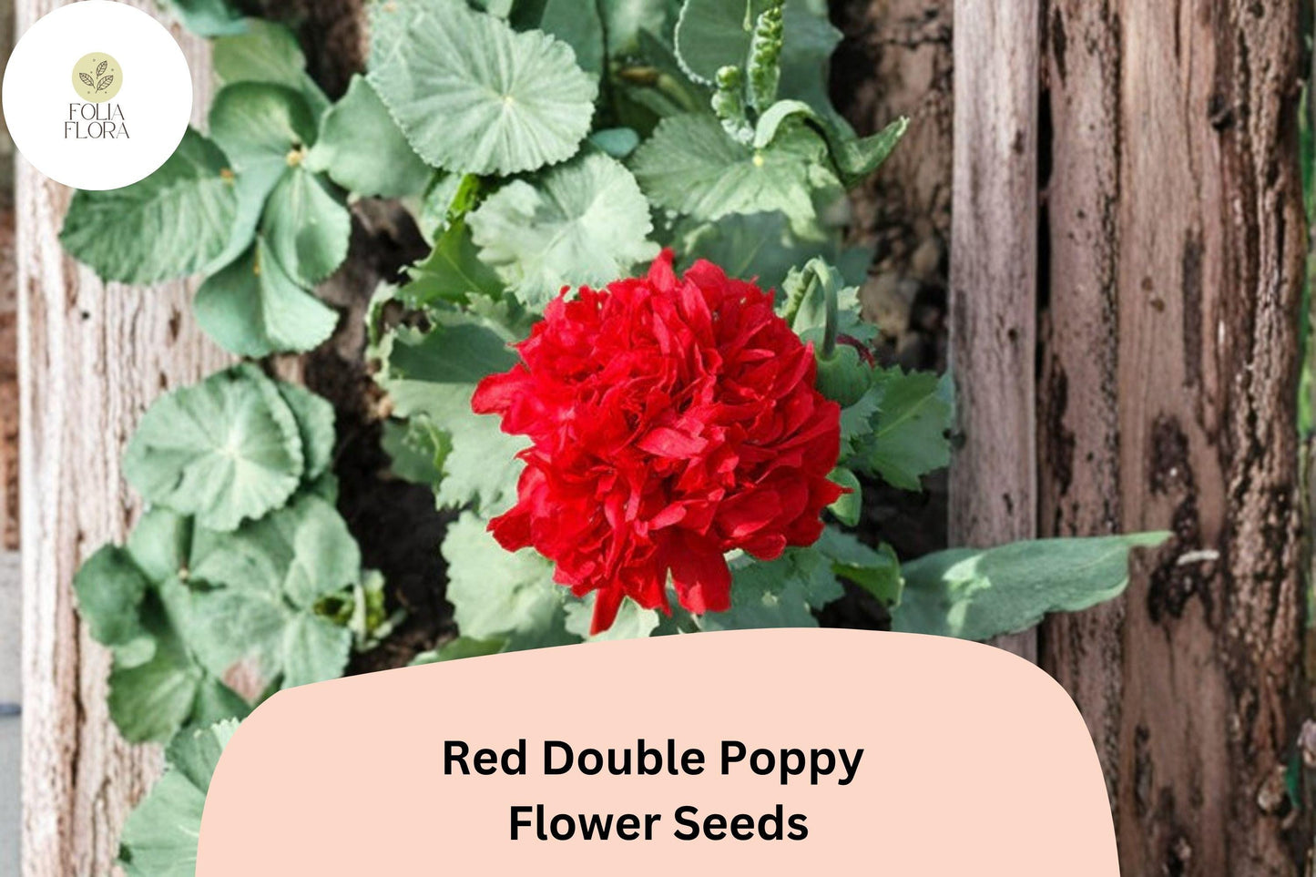 200+ Red Double Poppy Seeds for Garden Planting – Bold Red, Double Blooms, Easy to Grow Perennial Wildflower