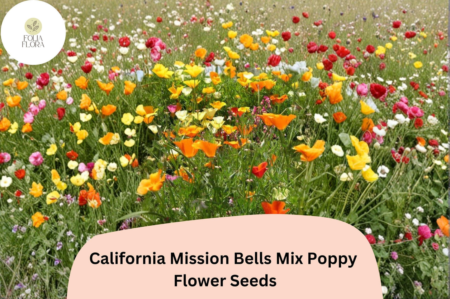 200+ California Mission Bells Poppy Seeds - Vibrant Mix for Garden Planting