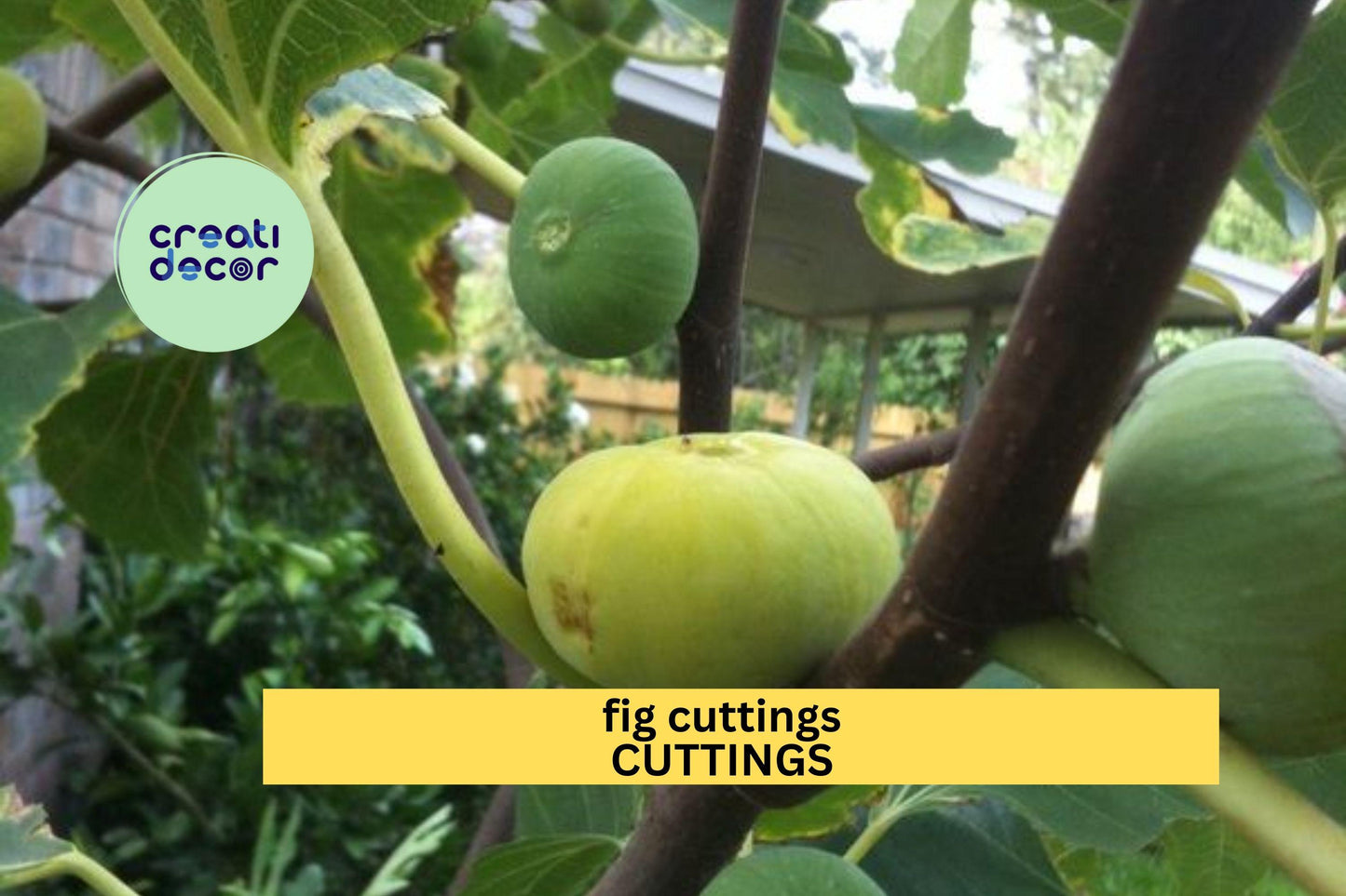 Fig Tree Cuttings (2) | Fresh Unrooted Ficus carica Scions | Easy to Root | Grow Your Own Fruit Tree from Cuttings