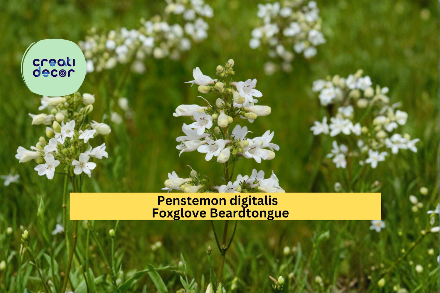 Foxglove Beardtongue Seeds Penstemon digitalis 100 Count Native White Wildflower Garden Plant Seeds