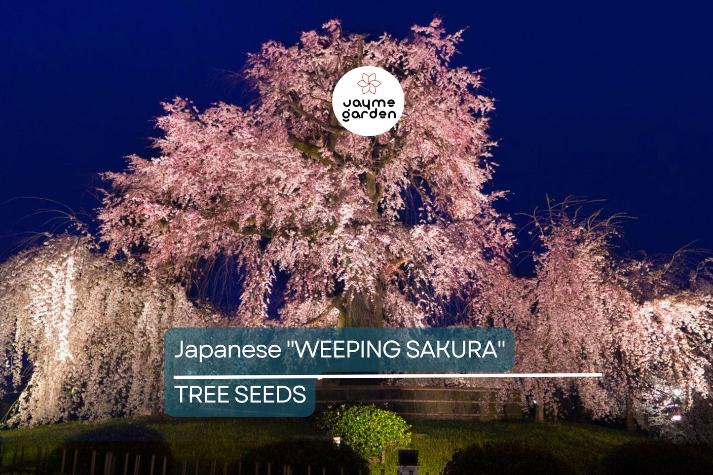 5 Seeds Japanese "Weeping Sakura" Cherry Blossom Tree (Prunus pendula) – Fast Growing, Cold Hardy, Spring Blooms