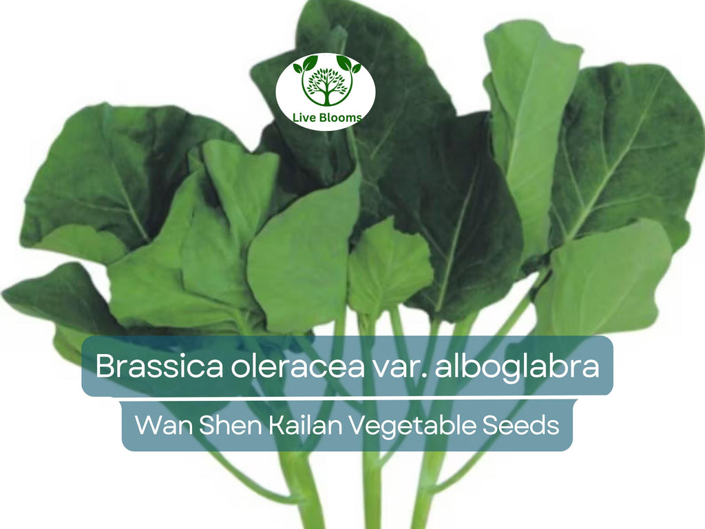 150 Seeds Wan Shen Kailan - Brassica oleracea var. alboglabra | Open Pollinated Asian Green for Planting & Culinary Use