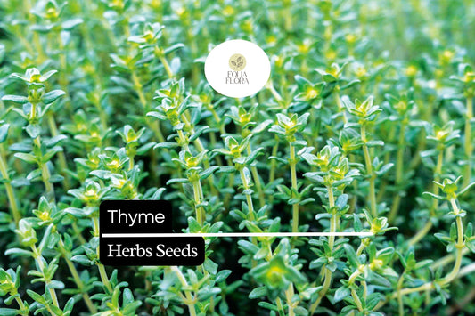 2200 Seeds Thyme (Thymus vulgaris) – Culinary Herb for Cooking, Seasoning, and Pollinator-Friendly Gardens
