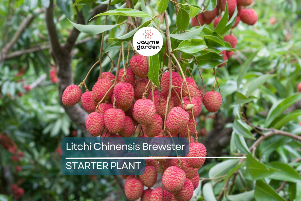 Lychee Brewster Seedling 6"-12" Tall | Tropical Fruit Tree (Litchi chinensis) | Potted Starter Plant | Sweet Red Fruits | Outdoor