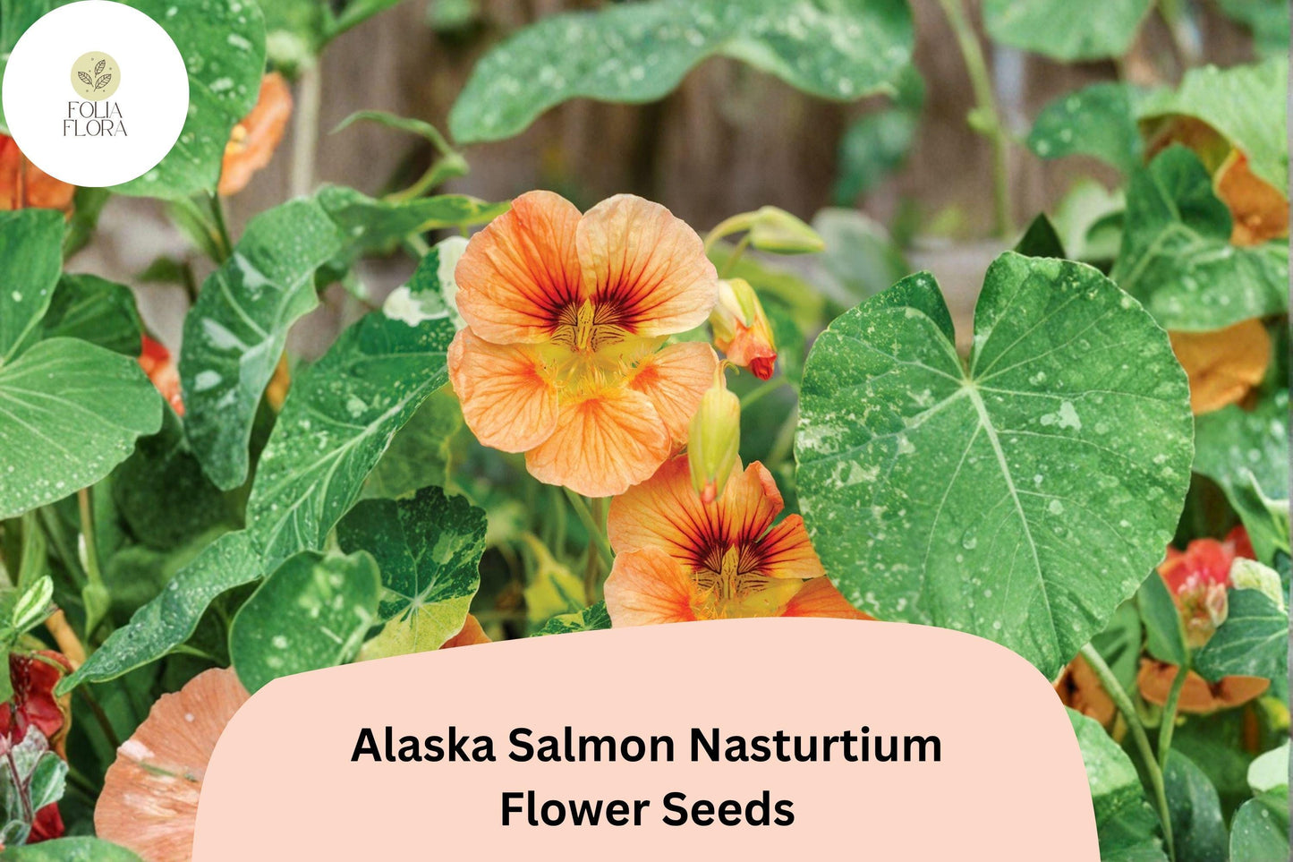 50+ Alaska Salmon Nasturtium Seeds | Tropaeolum majus | Salmon Orange Flowers & Variegated Foliage