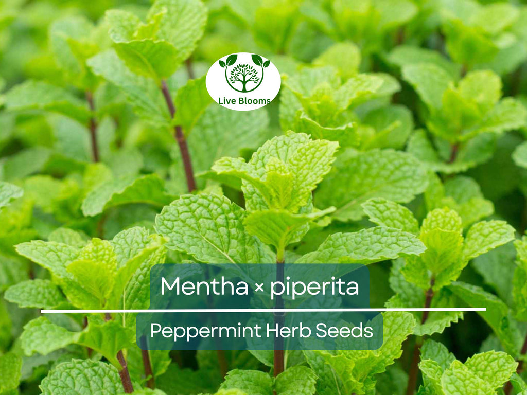 30 mg Seeds Peppermint Herb – Mentha × piperita | Fresh Mint for Planting, Culinary, Tea Uses