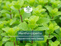 30 mg Seeds Peppermint Herb – Mentha × piperita | Fresh Mint for Planting, Culinary, Tea Uses