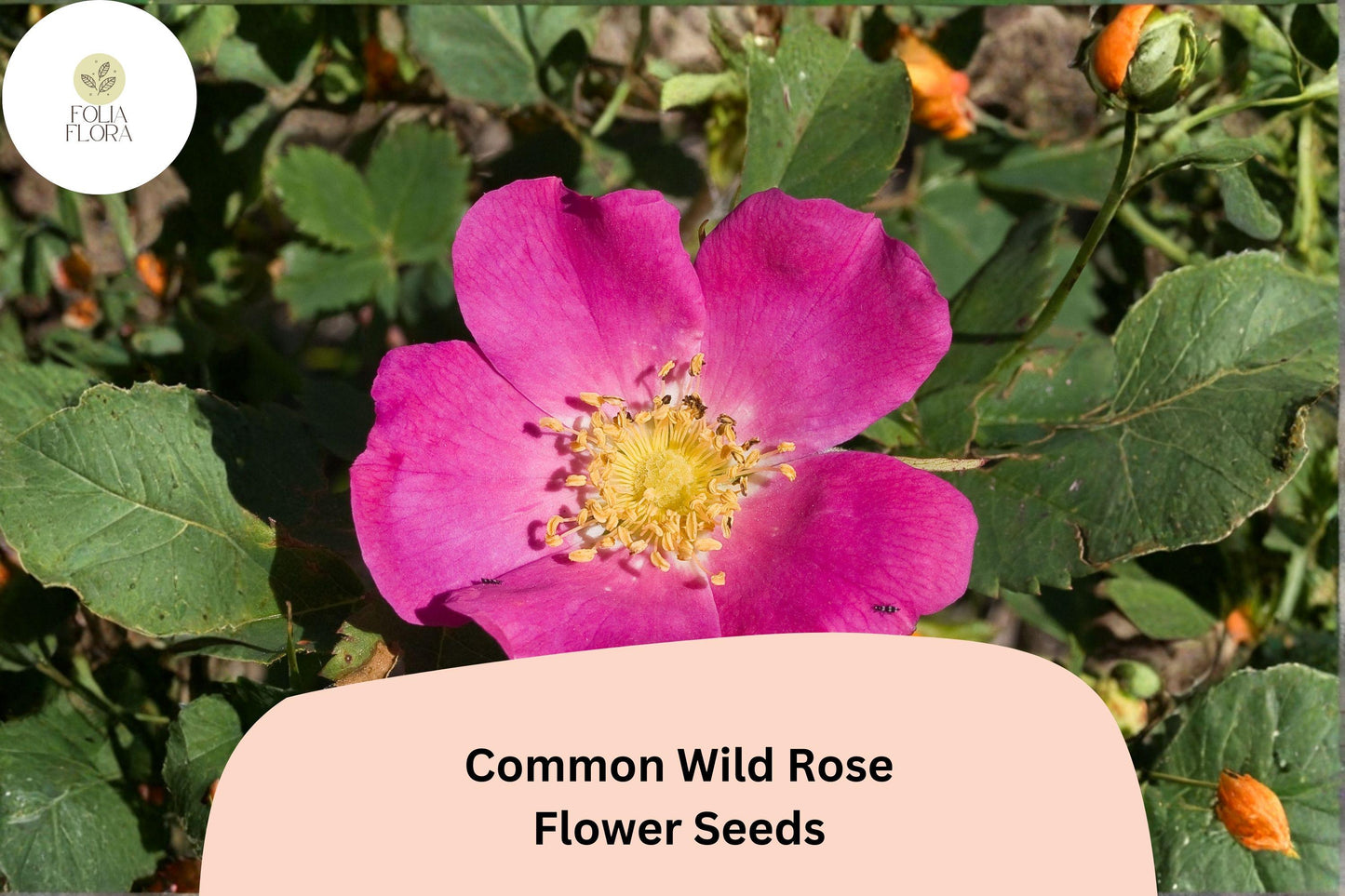 Common Wild Rose Seeds – 25 Rosa woodsii | Native Pink Flowering Shrub for Wildlife & Garden