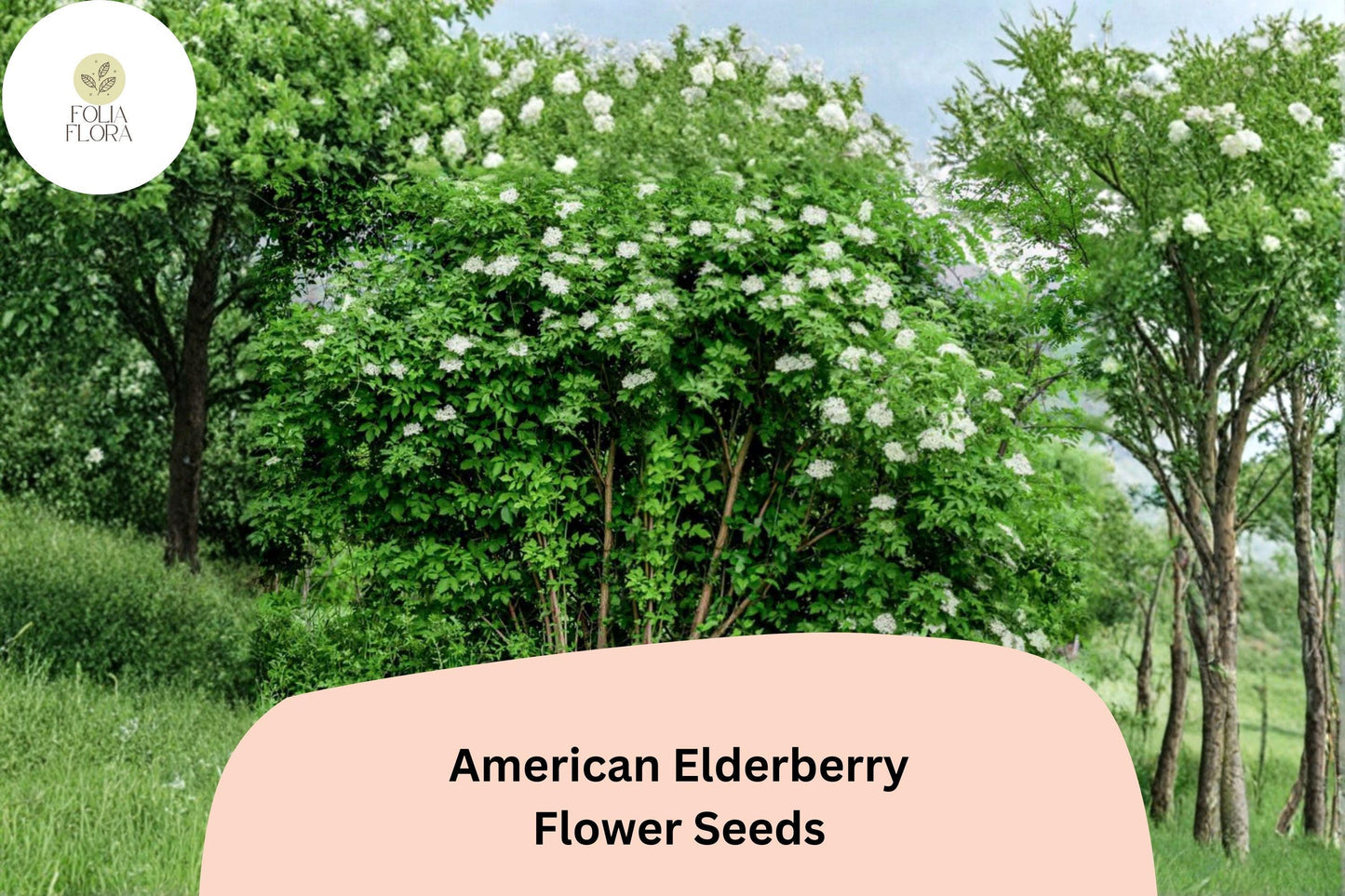 American Elderberry Seeds – 50 Sambucus canadensis | Native Flowering Shrub | Wildlife Garden & Landscape Plant