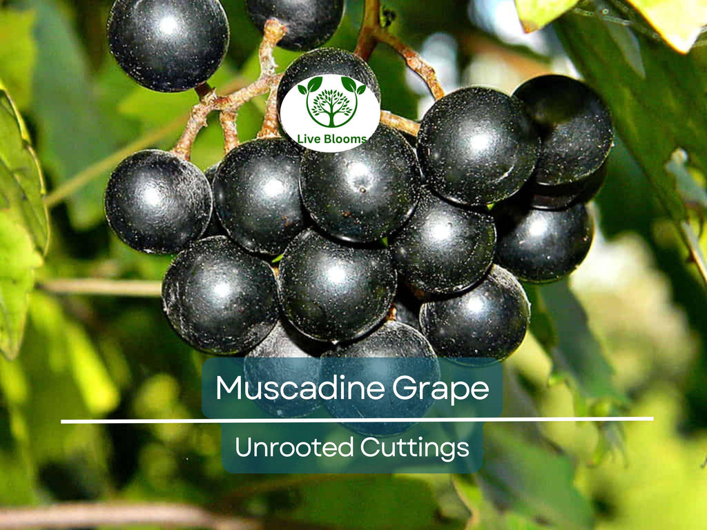 8 Fresh Vine Clippings Muscadine Grapes (Vitis rotundifolia) - Organic Wild Grown Superfood for Propagation & Grafting