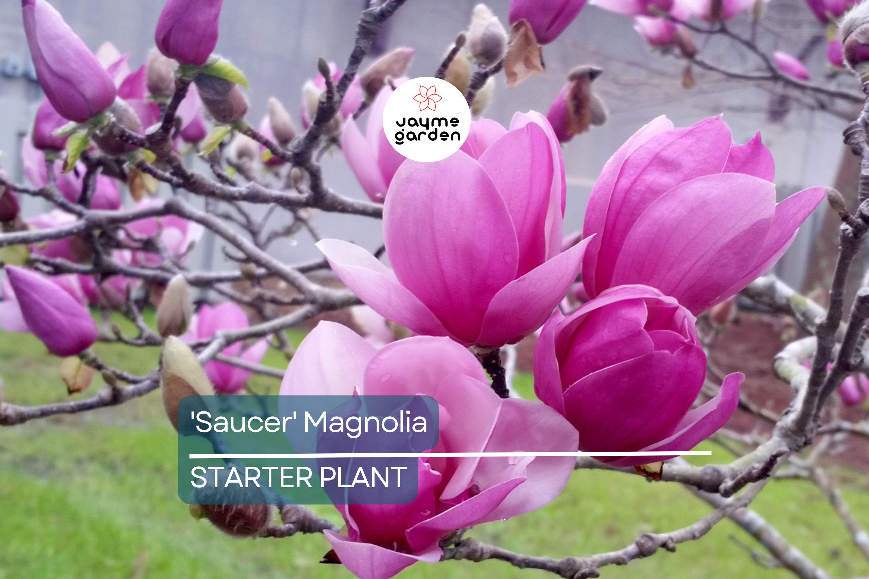Saucer Magnolia Starter Plant | 6-12 Inch Dormant Sapling | Bare Root Flowering Tree or Shrub | Pink-White Spring Blooms | Zones 4-9
