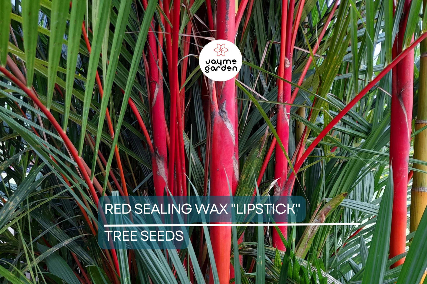 10 Red Sealing Wax "Lipstick" Palm Seeds – Cyrtostachys Renda, Rare Indoor Plant, Tropical Garden Palm