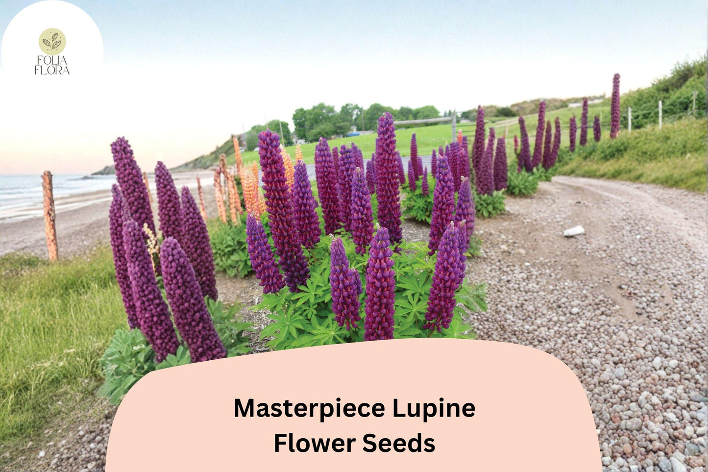 25+ Masterpiece Lupine Seeds | Deep Purple Lupinus | Bold Spring Blooms for Garden Planting