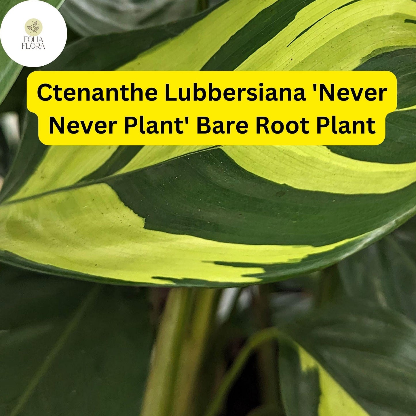 Ctenanthe lubbersiana ‘Never Never Plant’ | 1 Bare Root Live Variegated Houseplant | Easy Care Indoor Plant
