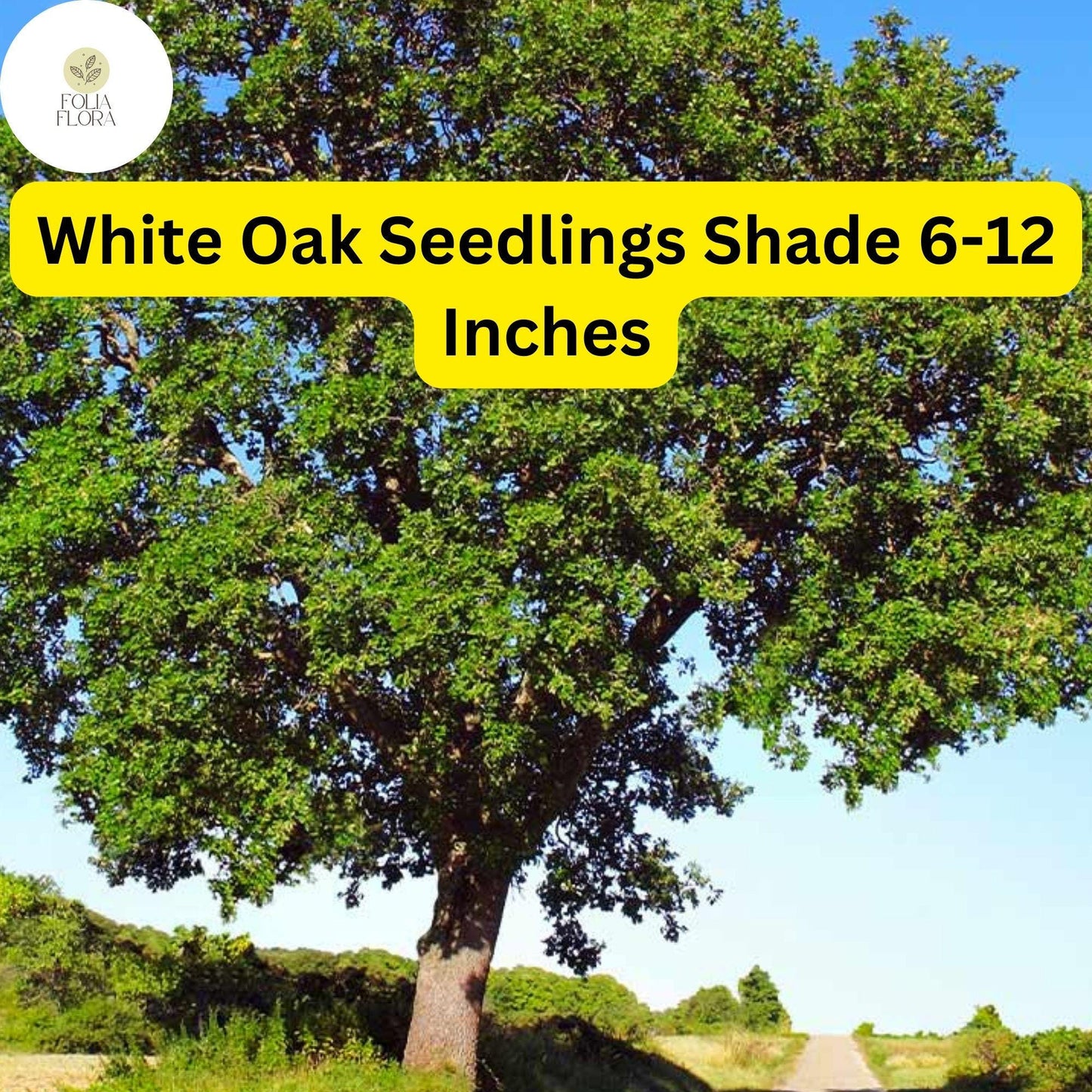 5 White Oak Trees, Quercus alba, Live Plants, Bare Root Seedlings, Shade Trees 6-12 Inches Tall