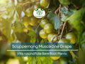 5 Scuppernong Grape Live Plants Bare Root – Muscadine Grape Vine Seedling, Hardy & Sweet Fruit – Rooted Sapling for Garden or Trellis