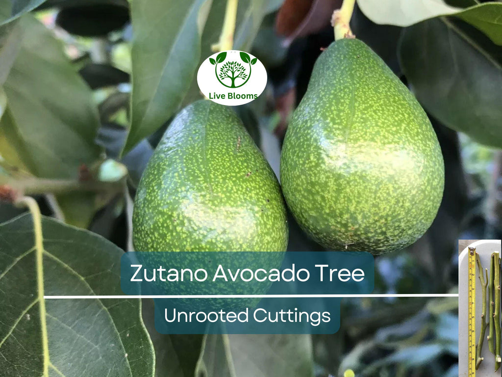 3 Avocado Tree Unrooted Cuttings “Zutano” – Hass Avocado Alternative, Healthy Fruit, Easy to Grow, Fast-Growing, Home Garden, Tropical Fruit