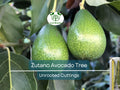 3 Avocado Tree Unrooted Cuttings “Zutano” – Hass Avocado Alternative, Healthy Fruit, Easy to Grow, Fast-Growing, Home Garden, Tropical Fruit
