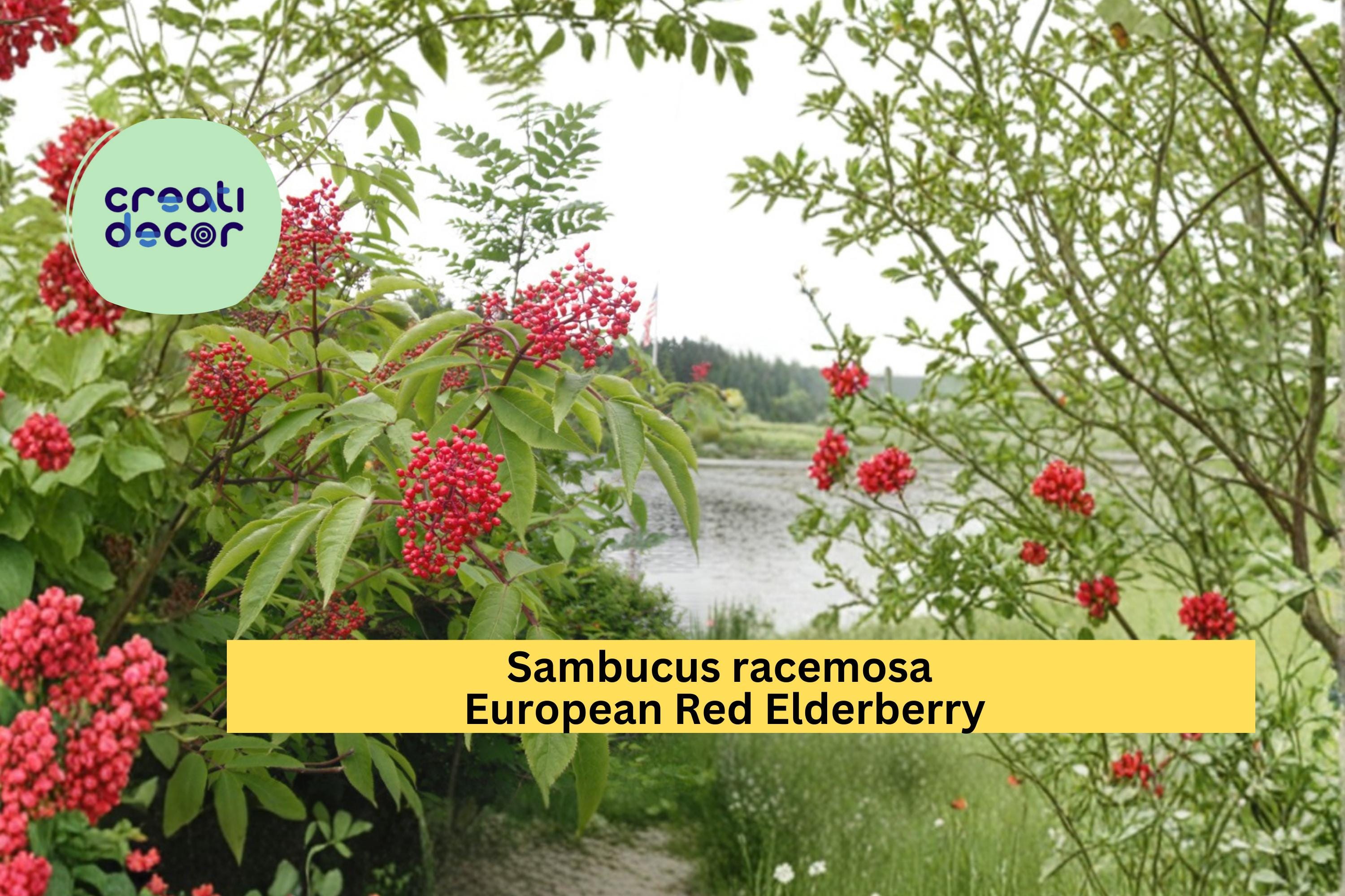 Red Elderberry Seeds Sambucus racemosa 30 Count Hardy Flowering Berry Shrub Garden Plant Seeds