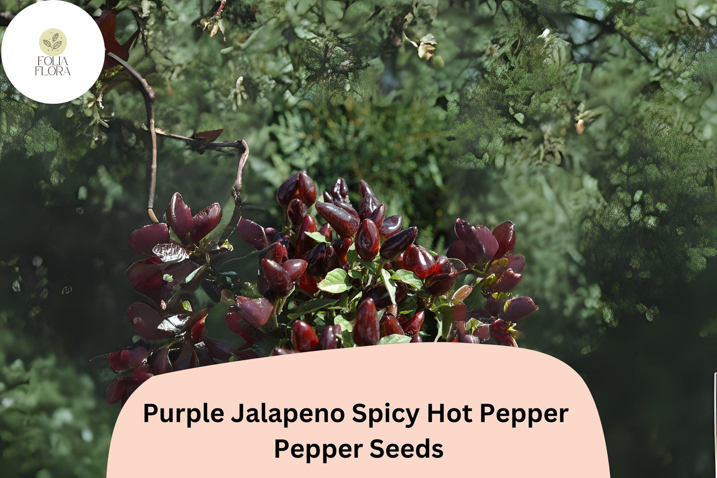 25+ Purple Jalapeño Seeds | Spicy Hot Pepper | Unique Dark Color | Non-GMO Garden Planting