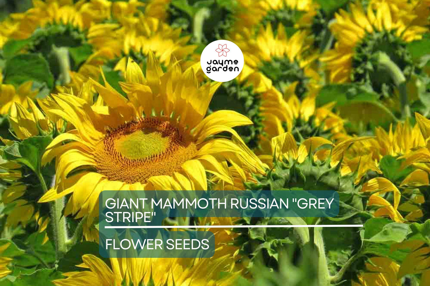 10 Giant Mammoth Russian "Grey Stripe" Sunflower Seeds – Heirloom, Hardy, 10" Flowers, 8-12 ft Tall, USDA Zones 2-11, Pollinator Friendly