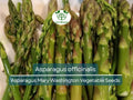 40 Seeds Asparagus Mary Washington - Asparagus officinalis | Heirloom Variety for Planting, Gardening & Delicious Harvest