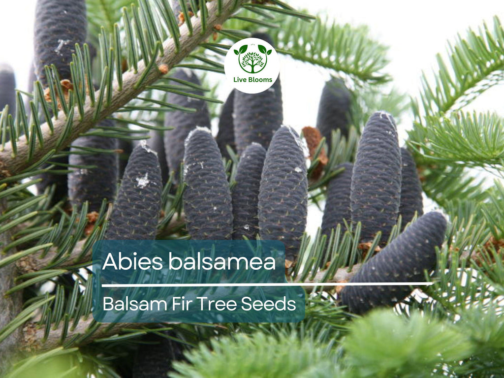 30 Abies balsamea Seeds - Balsam Fir from Lake States | Cold-Hardy Evergreen Seeds Ideal for Planting, Landscaping, Reforestation & Gardens