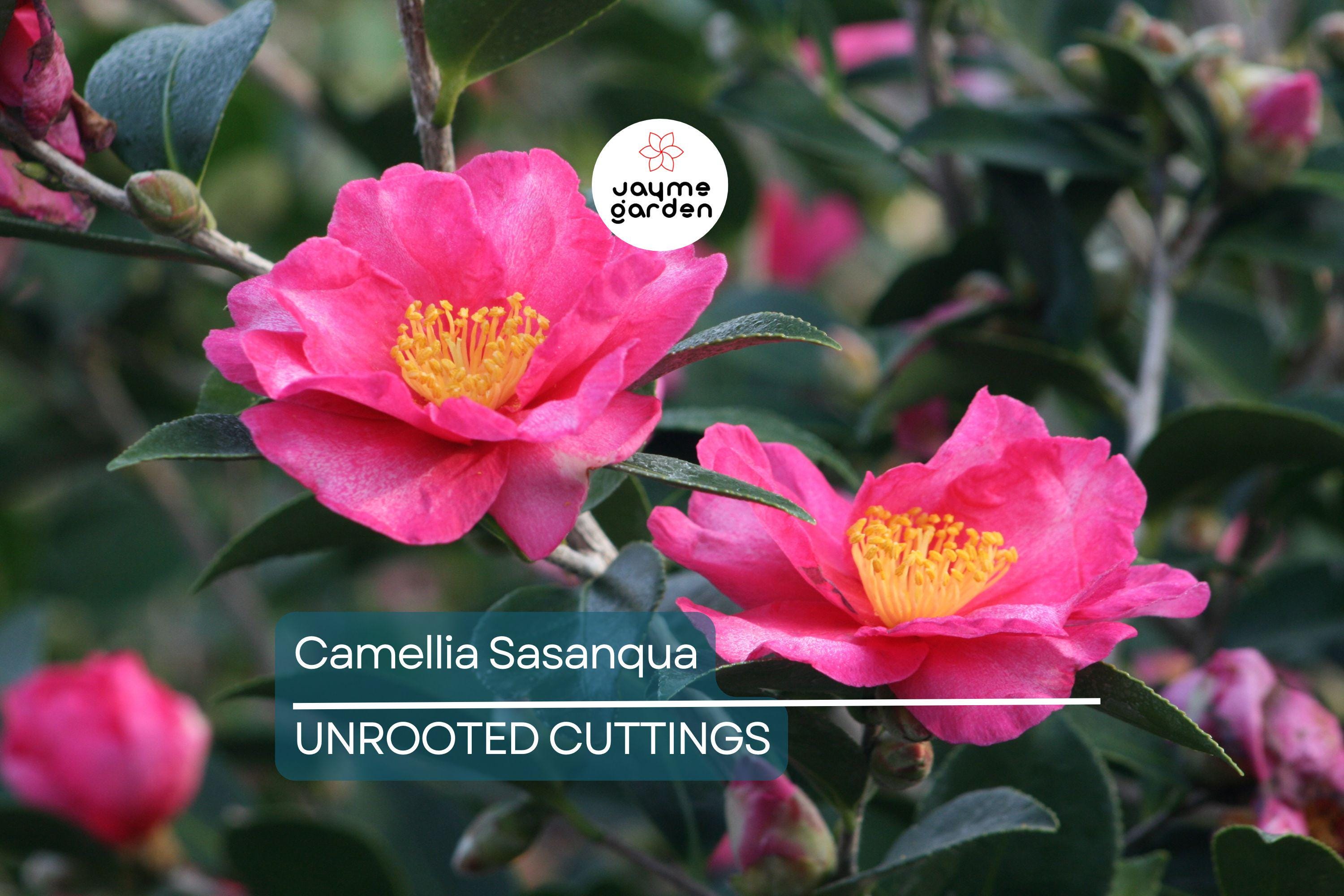 4 Pink ‘n Yellow Camellia Sasanqua Cuttings (5”+) - Shishi Gashira Evergreen Shrub