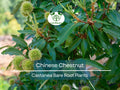 2 Chinese Chestnut Trees – Live Bare Root Nut Trees – Fast Growing, Hardy, Edible Nuts – Castanea mollissima Seedlings
