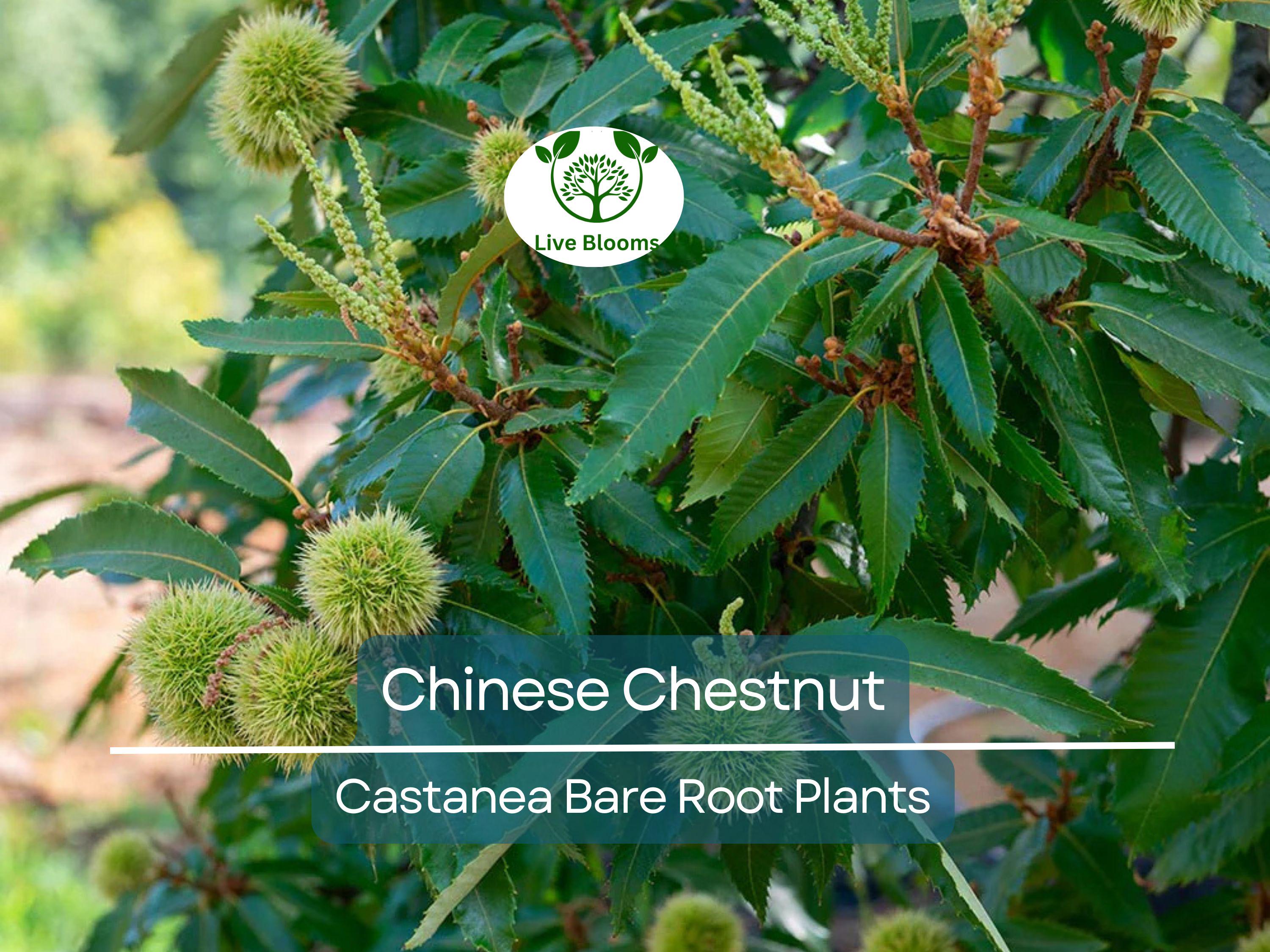 2 Chinese Chestnut Trees – Live Bare Root Nut Trees – Fast Growing, Hardy, Edible Nuts – Castanea mollissima Seedlings