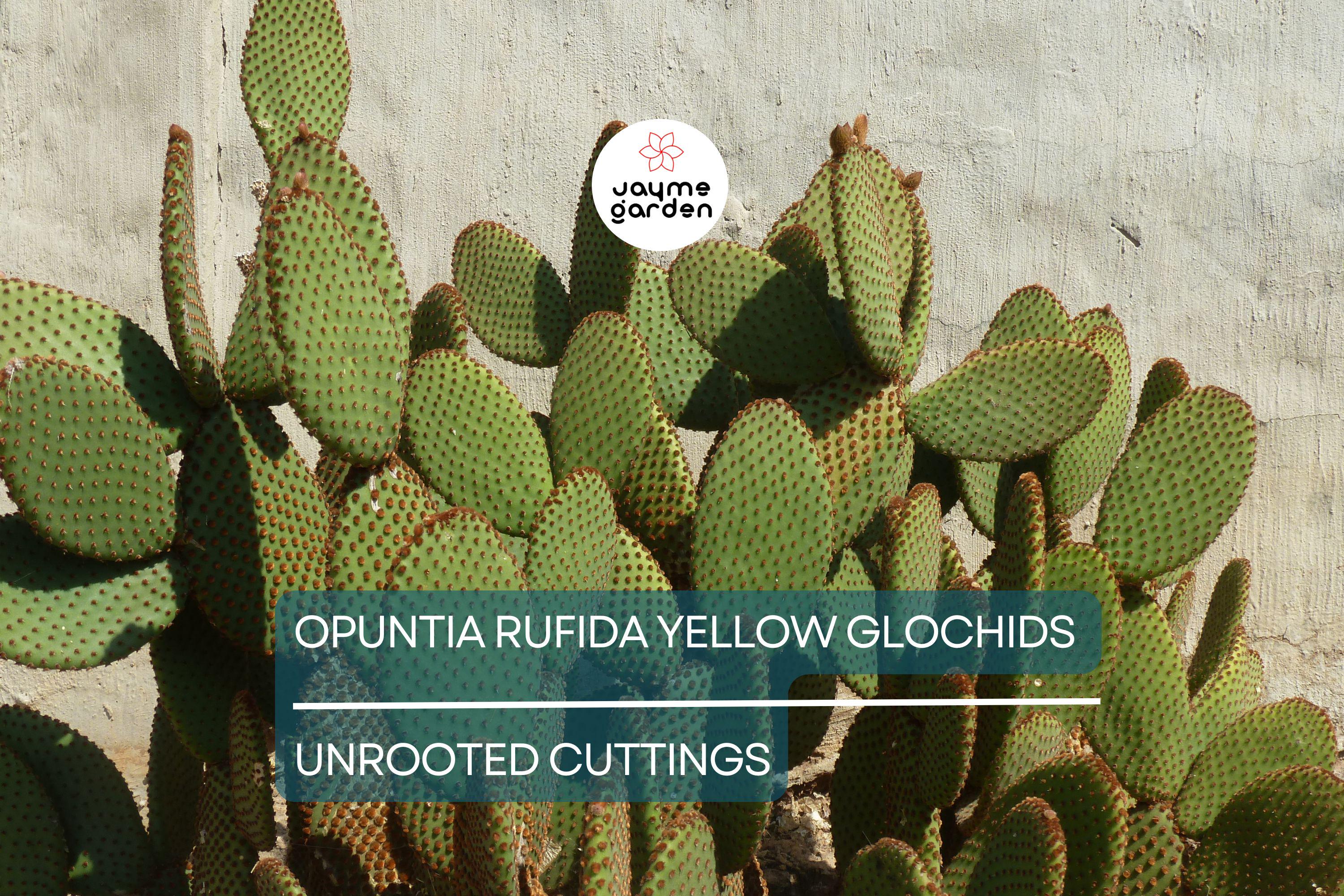 Opuntia Rufida Yellow Glochids Cactus Cutting 6-8 Inches - Bunny Ears Variety - Treated for Easy Rooting