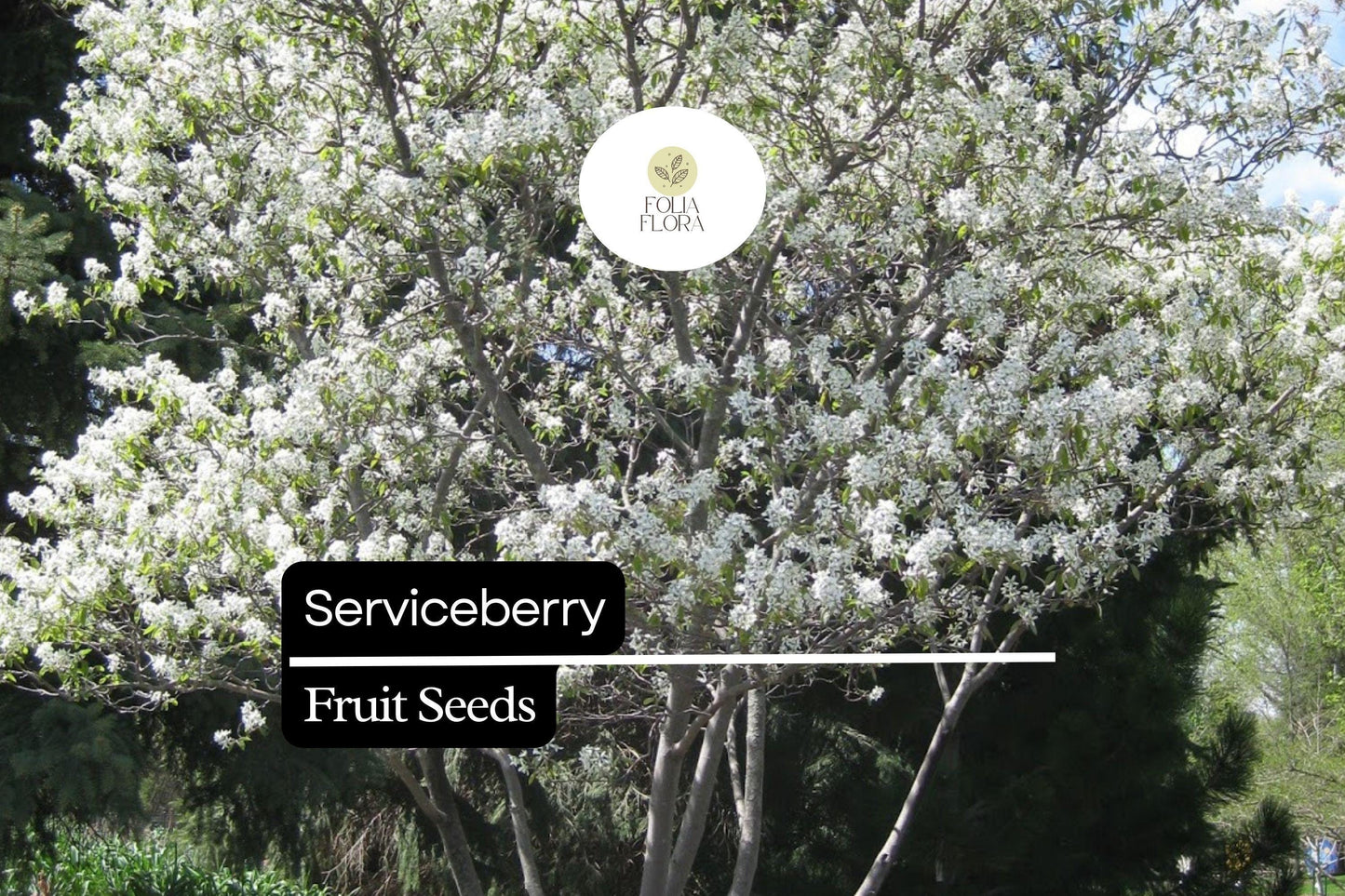 15 Seeds Serviceberry (Amelanchier arborea) | Edible Berries & Spring Blooms | Wildlife-Friendly, Drought-Tolerant, Native Tree
