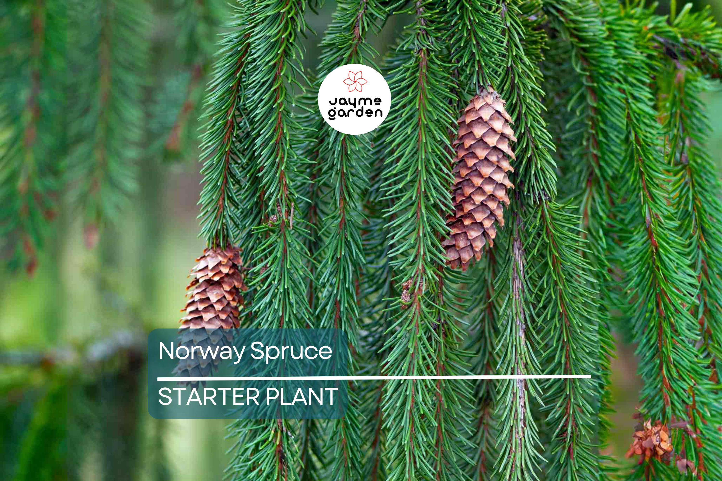 Norway Spruce Tree – Live Bare Root Plant, 12-18” Starter, Picea abies, Cold-Hardy Evergreen for Landscaping & Windbreaks