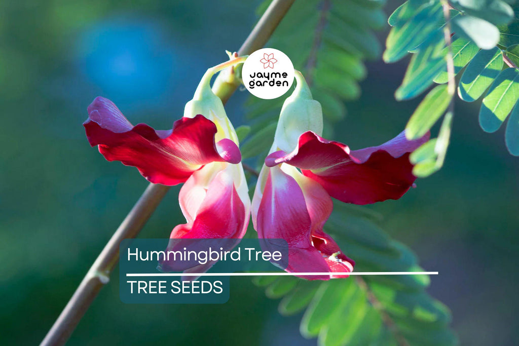 20 Hummingbird Tree Seeds (Sesbania grandiflora) "Agati" – Tropical 50 Ft Tree, Fast Growing & Rare Flowering Plant