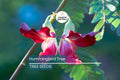 20 Hummingbird Tree Seeds (Sesbania grandiflora) "Agati" – Tropical 50 Ft Tree, Fast Growing & Rare Flowering Plant