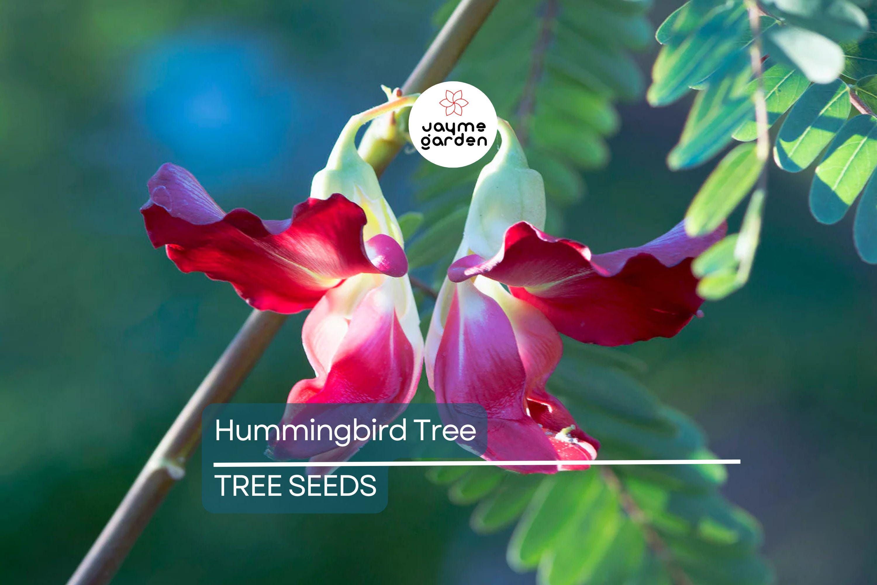 20 Hummingbird Tree Seeds (Sesbania grandiflora) "Agati" – Tropical 50 Ft Tree, Fast Growing & Rare Flowering Plant