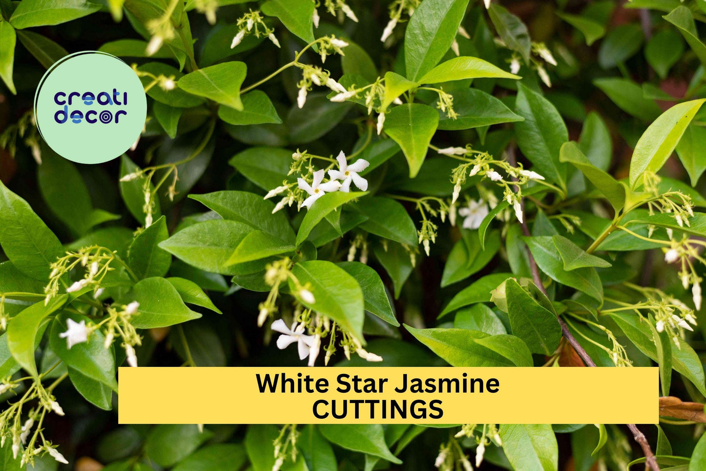 5 White Star Jasmine Cuttings – Fragrant Flowering Vine Starter for Garden, Fence or Pot – Easy to Root & Grow – USA
