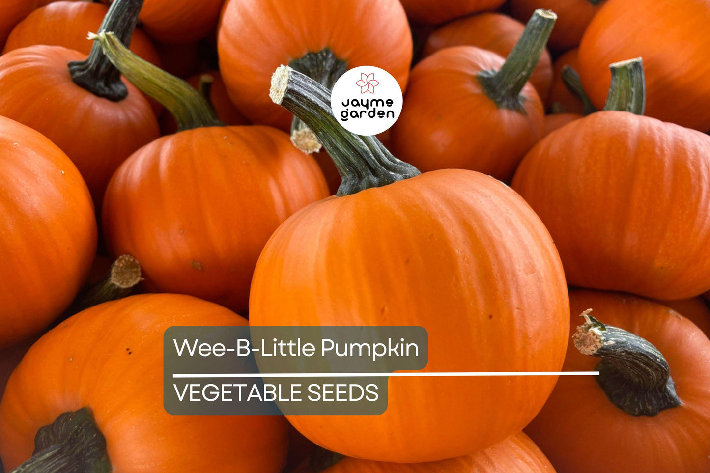 25 Wee-B-Little Pumpkin Seeds - AAS Winner, Non-GMO, Heirloom, Mini Pumpkins