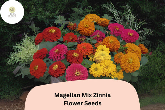 100+ Magellan Mix Zinnia Seeds | Vibrant Mixed Blooms | Compact Garden Annual Flowers, Easy Grow, Cut Flower Variety