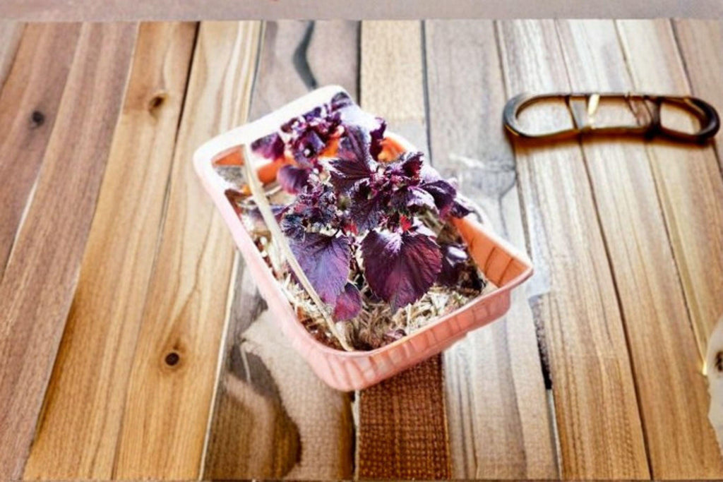 Perilla (Shiso) – Red Aka Shiso 100 Seeds | Japanese Red Perilla | Aromatic Herb | Culinary & Pickling Favorite
