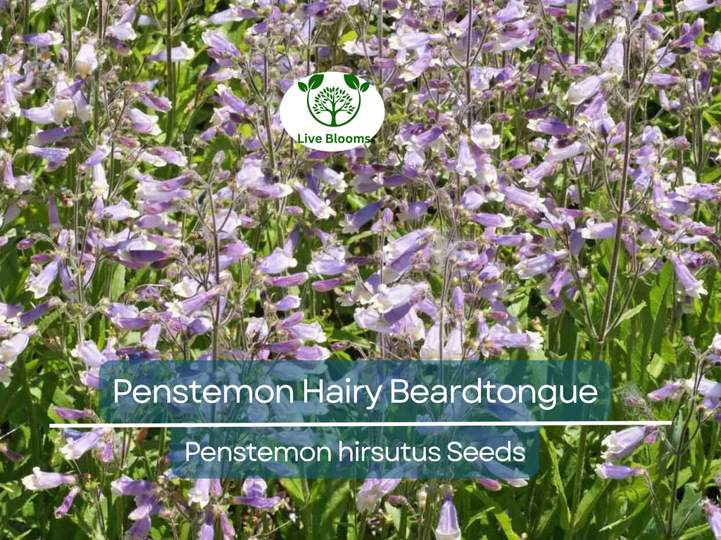 1000 Seeds Penstemon Hairy Beardtongue Perennial Purple Flowers, Non-GMO, Hummingbird-Friendly, Penstemon hirsutus