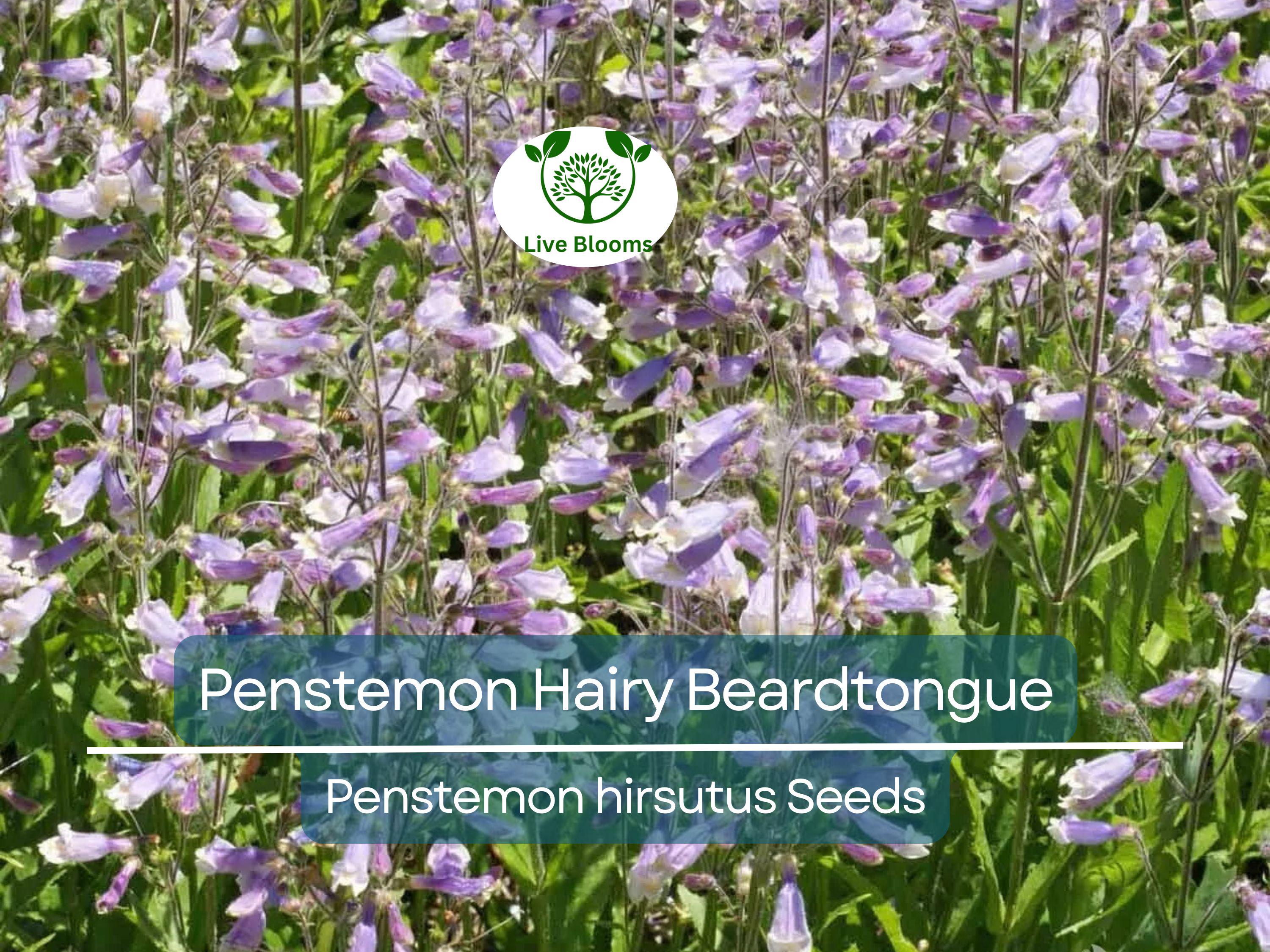 1000 Seeds Penstemon Hairy Beardtongue Perennial Purple Flowers, Non-GMO, Hummingbird-Friendly, Penstemon hirsutus