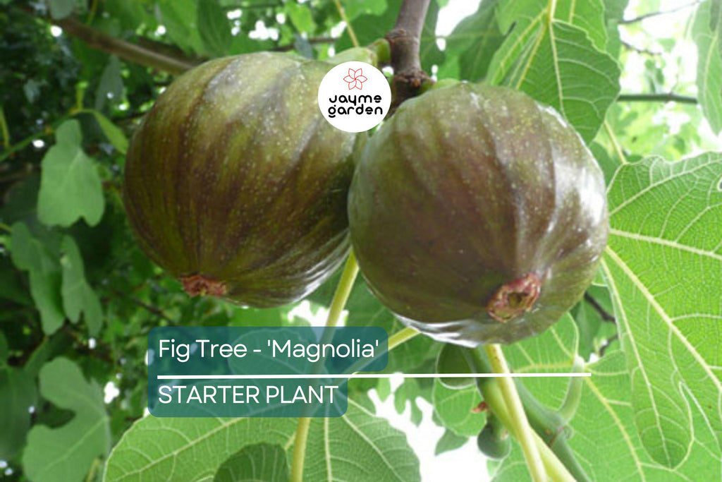 Magnolia Fig Tree | Ficus Carica | Fruiting Tree | Zones 7-10 | Blowout Price