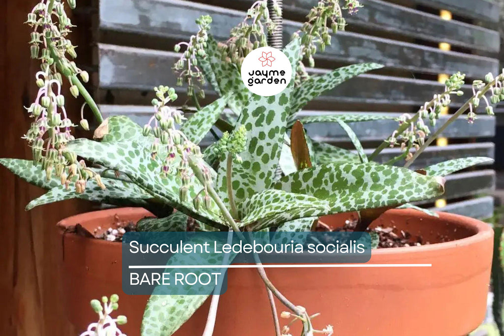 Succulent Ledebouria socialis Silver Squill – 1 Live Plant, Variegated, Drought-Tolerant Houseplant
