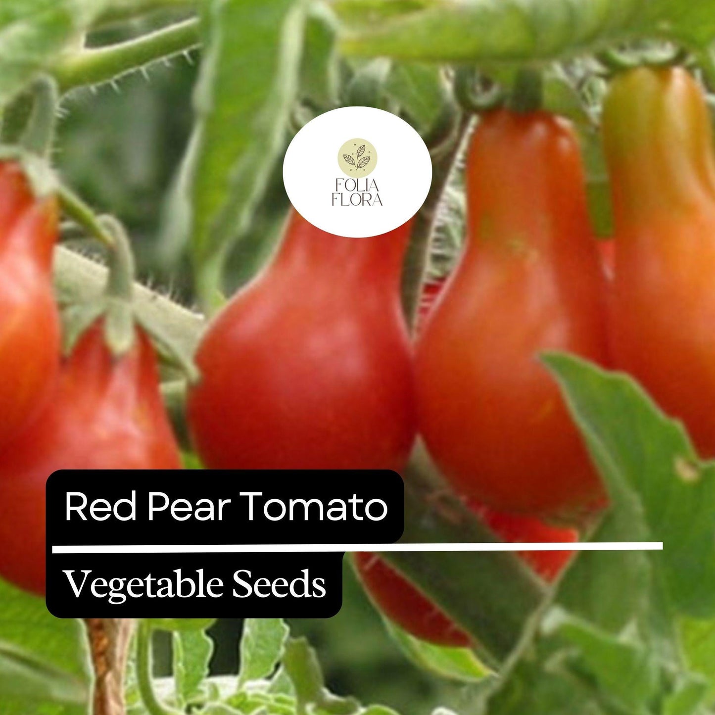 30 Red Pear Tomato Seeds – Heirloom, Non-GMO, Sweet & Juicy, High-Yield Cherry Tomato